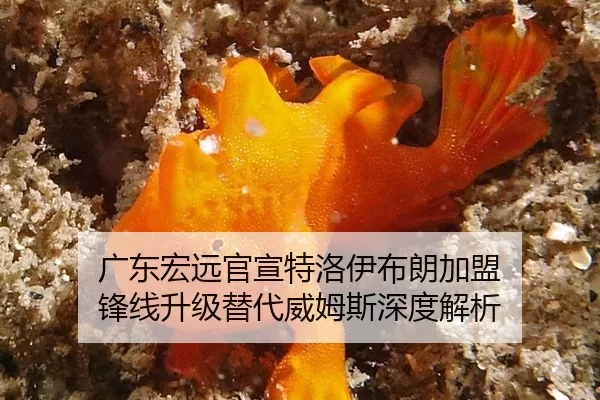 guang-dong-hong-yuan-guan-xuan-te-luo-yi-bu-lang-jia-meng-feng-xian-sheng-ji-ti-dai-wei-mu-si-shen-du-jie-xi-2-118.jpg